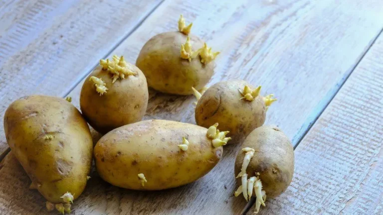 Tomurcuklanmış (Cücüklenmiş) Patates Yenir Mi?